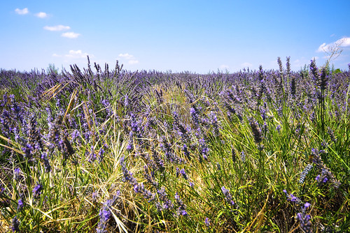 La flore méditerranéenne d&rsquo;Occitanie : garrigue, maquis et plantes aromatiques