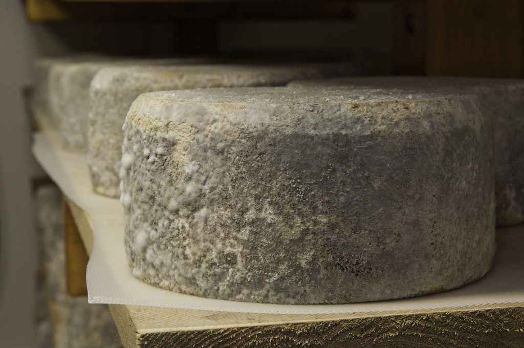 Roquefort fromage à pâte persillée affiné dans les caves de Combalou, Aveyron