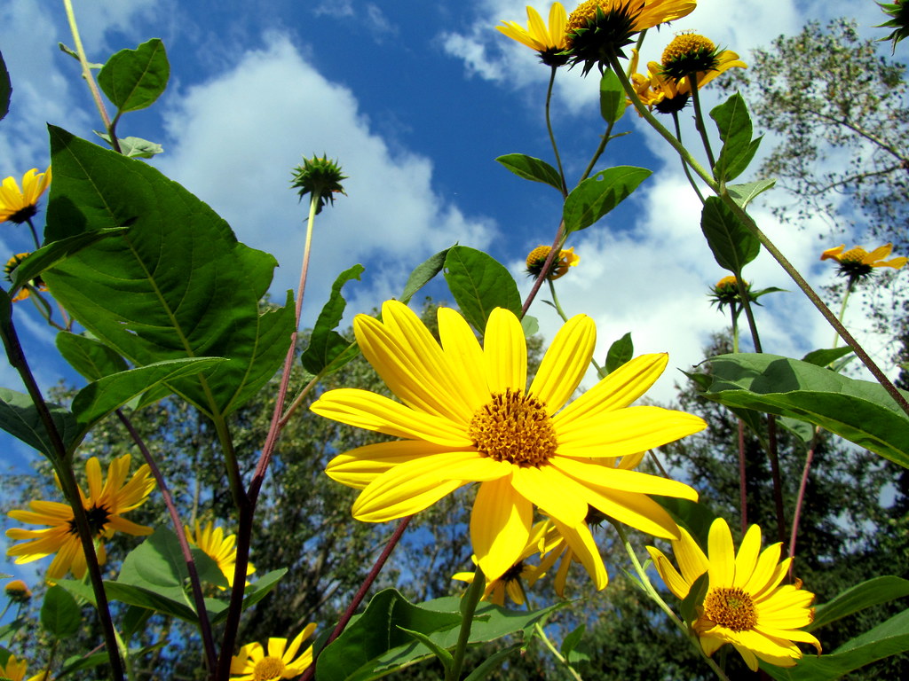 Champs de tournesols dans le Gers